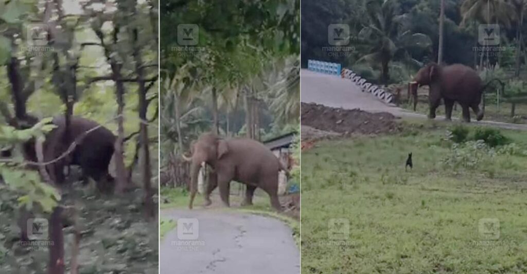 pkd-elephant.jpg