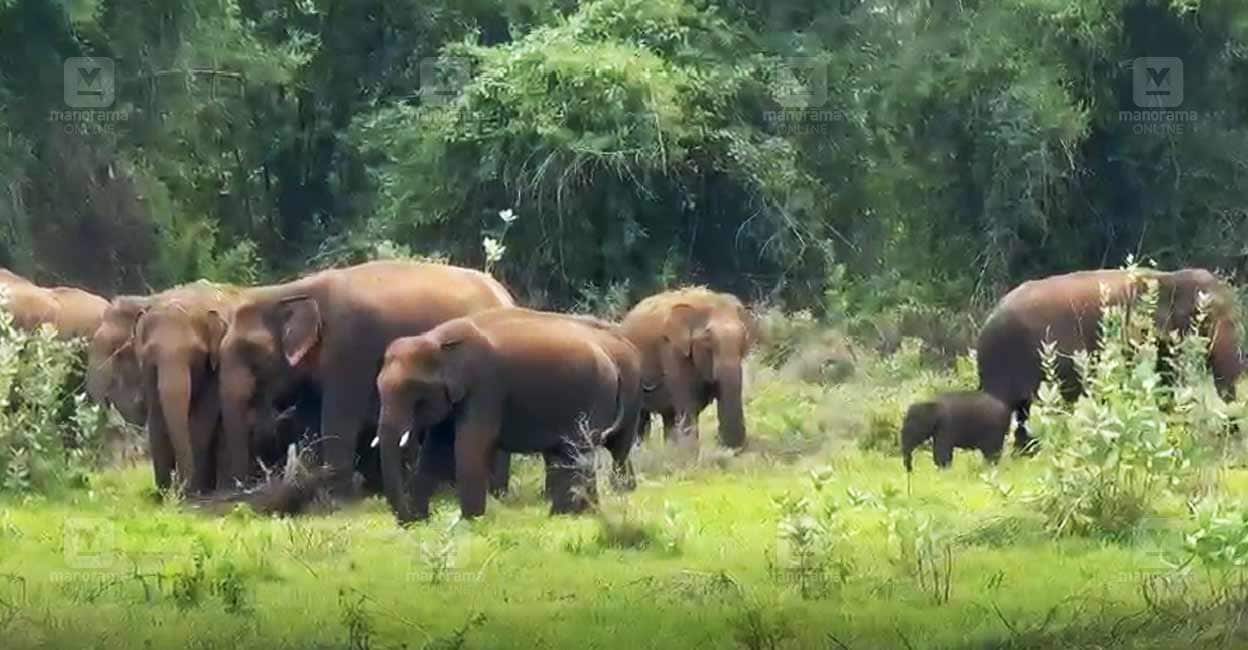 pkd-elephant-attack.jpg