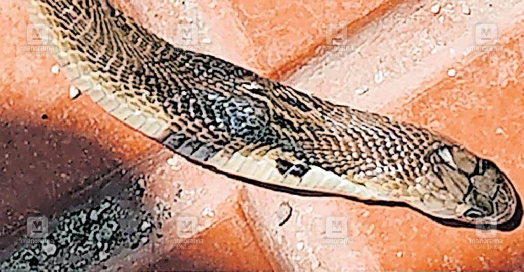 punalur-railway-restroom-snake.jpg
