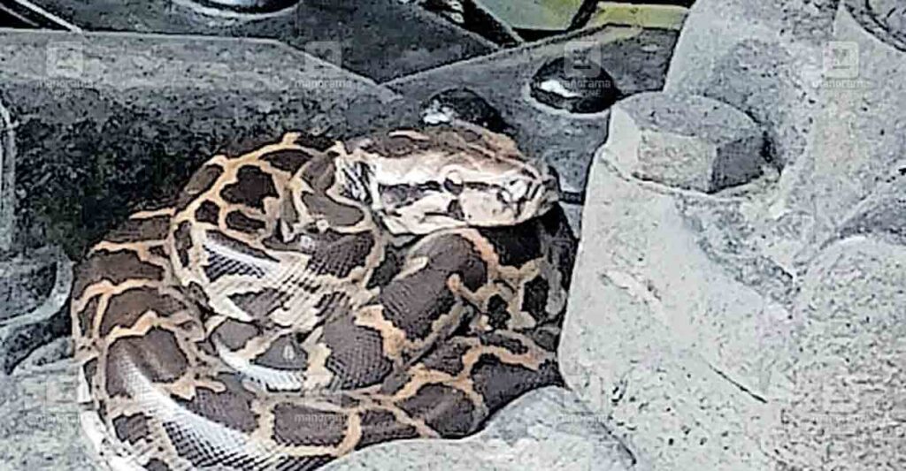 python-in-mini-lorry.jpg
