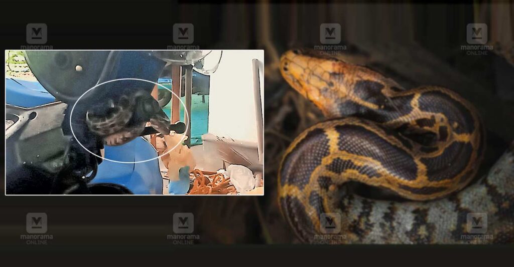 python-vehicle.jpg
