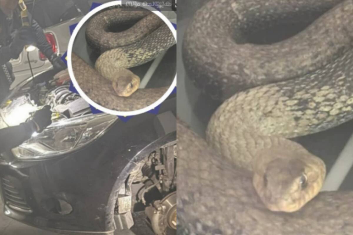 snake-in-car_1200x800xt.jpg