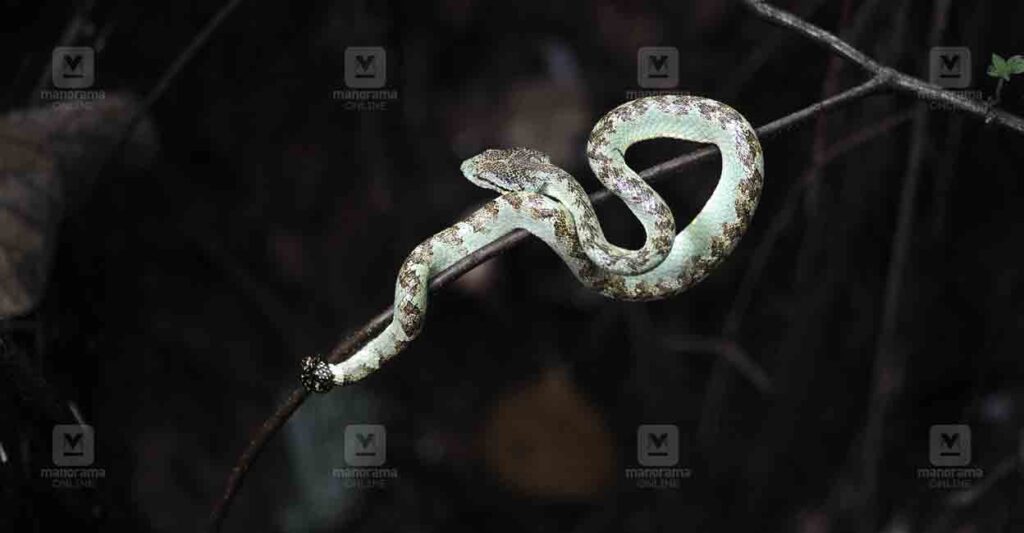 snake-representative-image-1.jpg