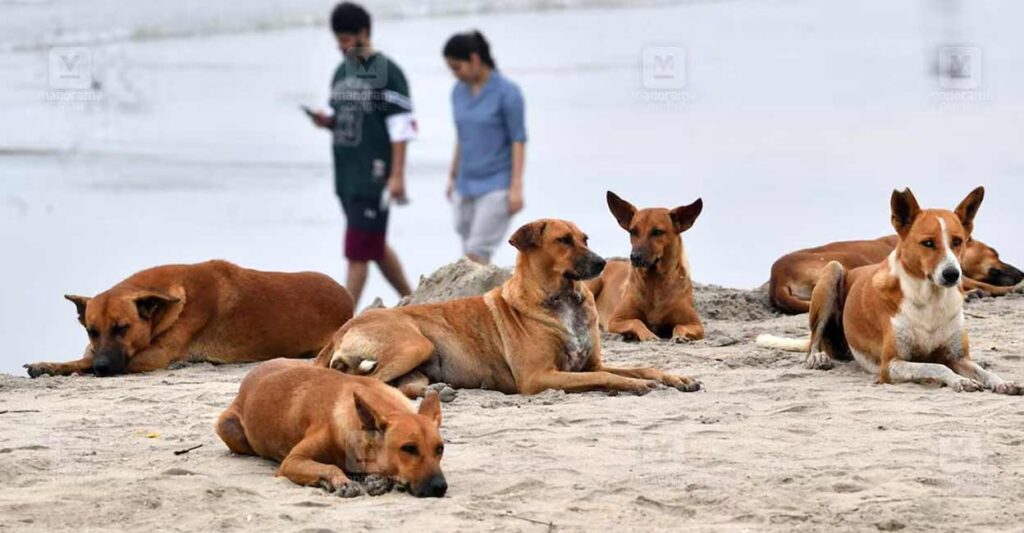 stray-dog.jpg
