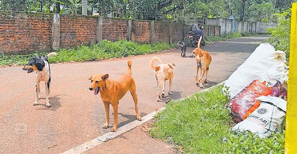 stray-dog-kalaykod.jpg