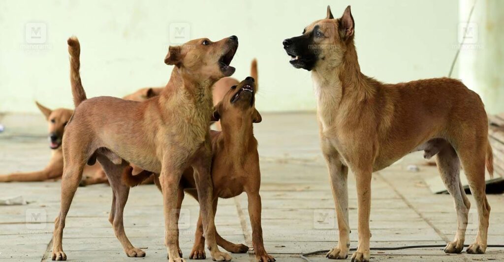 stray-dogs-main.jpg