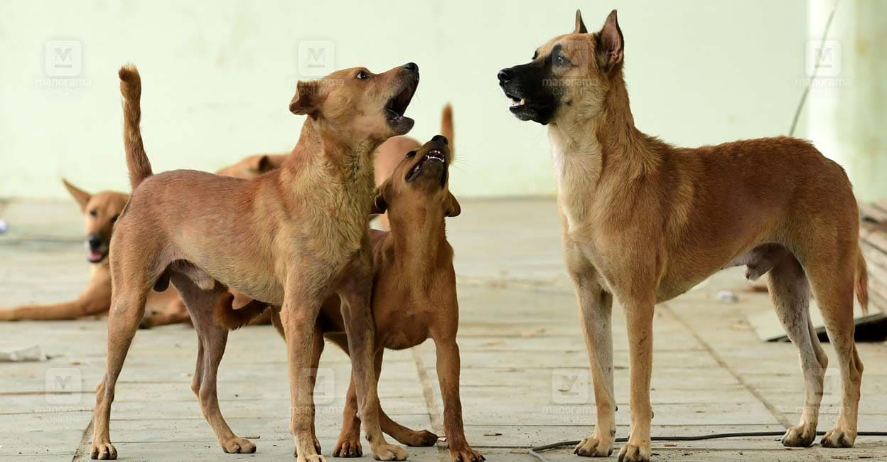 stray-dogs-main.jpg