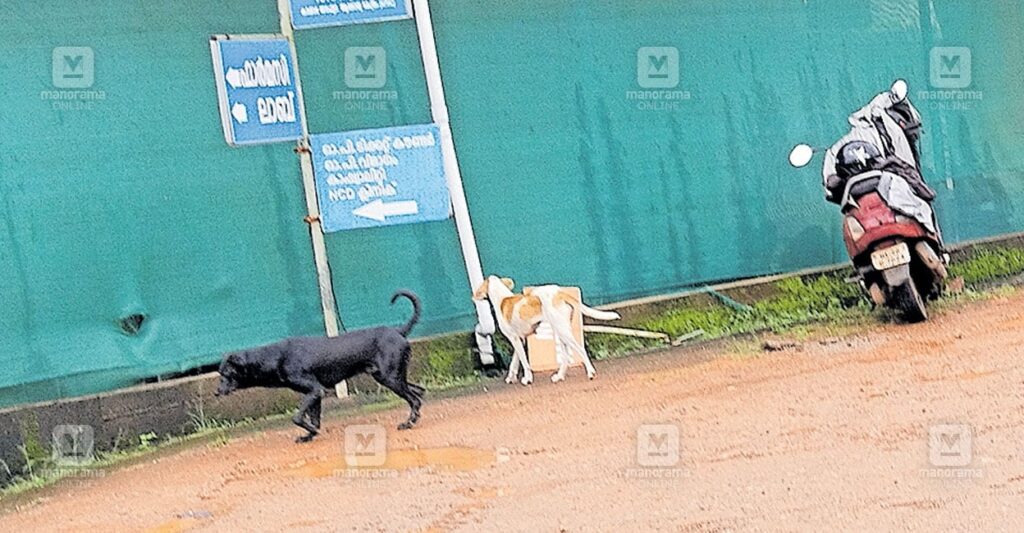 stray-dogs-pta.jpg