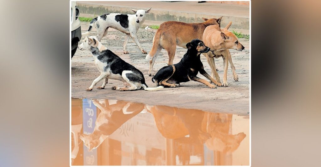 stray-dogs-pta-m1.jpg