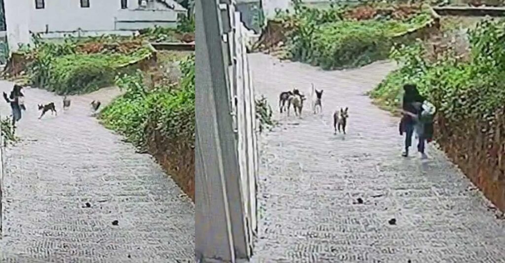 straydog-attack-in-kannur.jpg