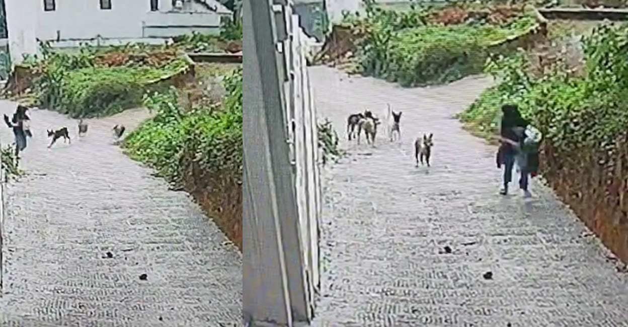 straydog-attack-in-kannur.jpg