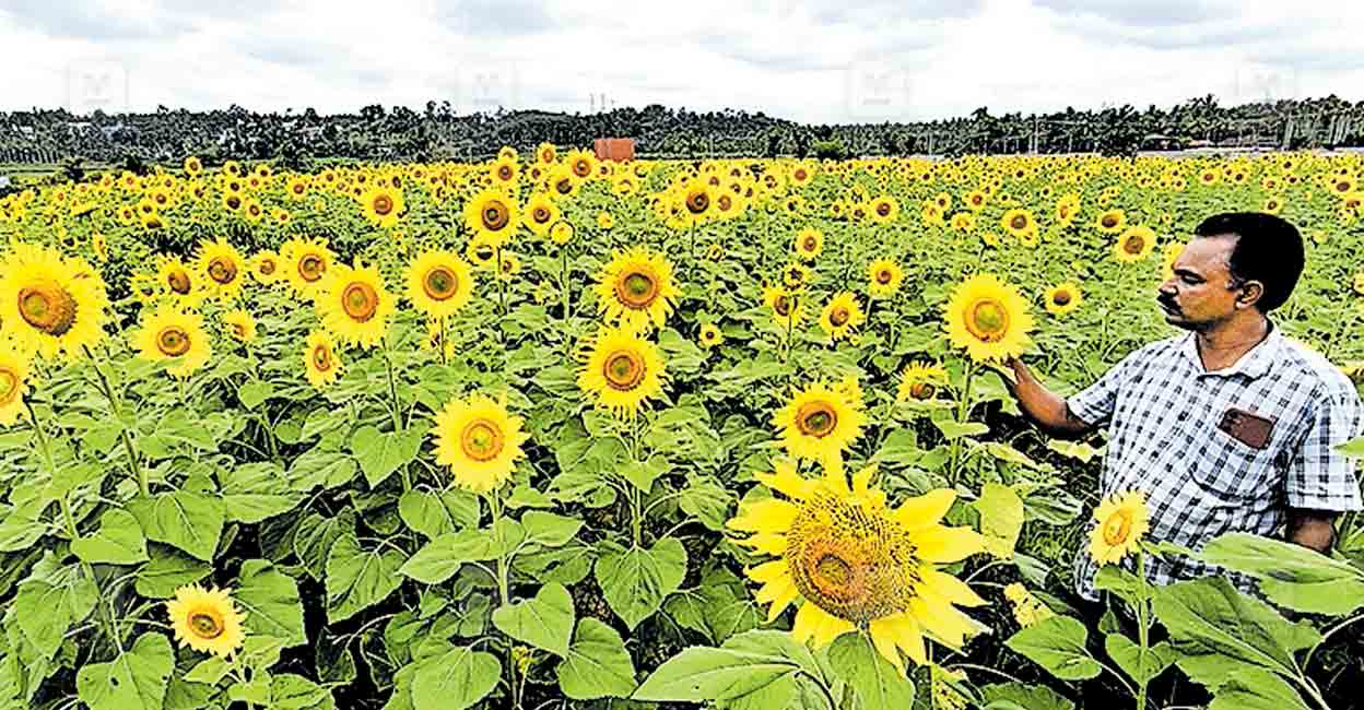 sunflower-field.jpg