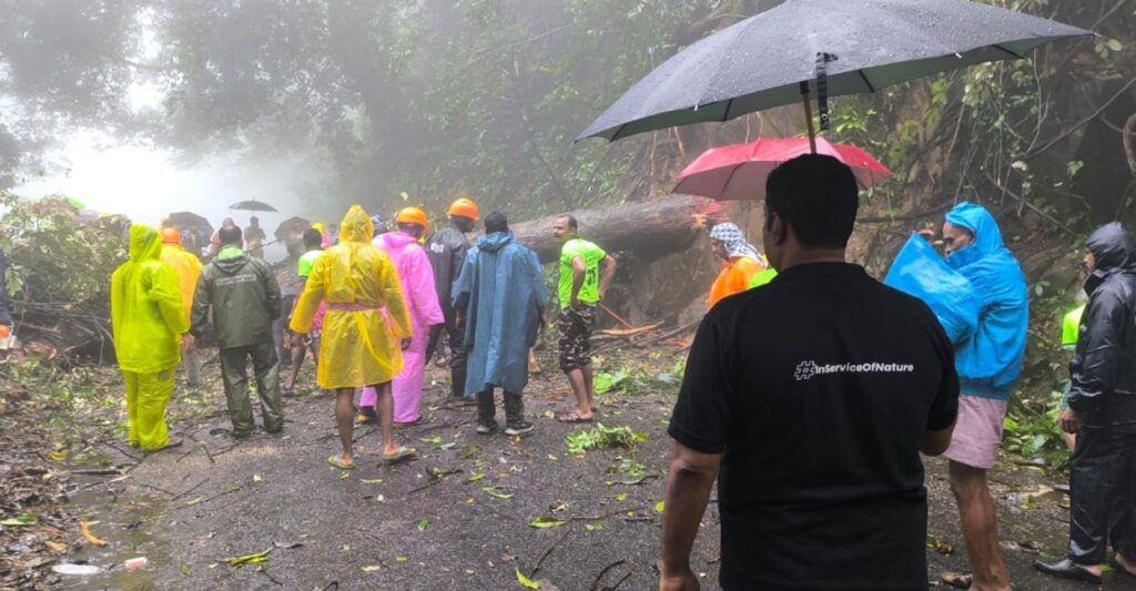 thamarassery-tree.jpg
