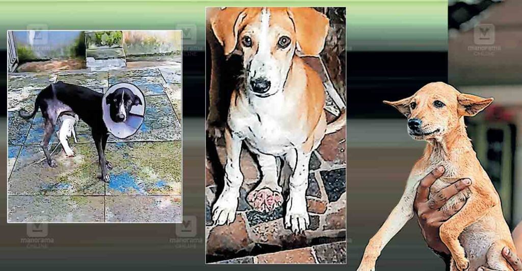 thr-pet-dog.jpg