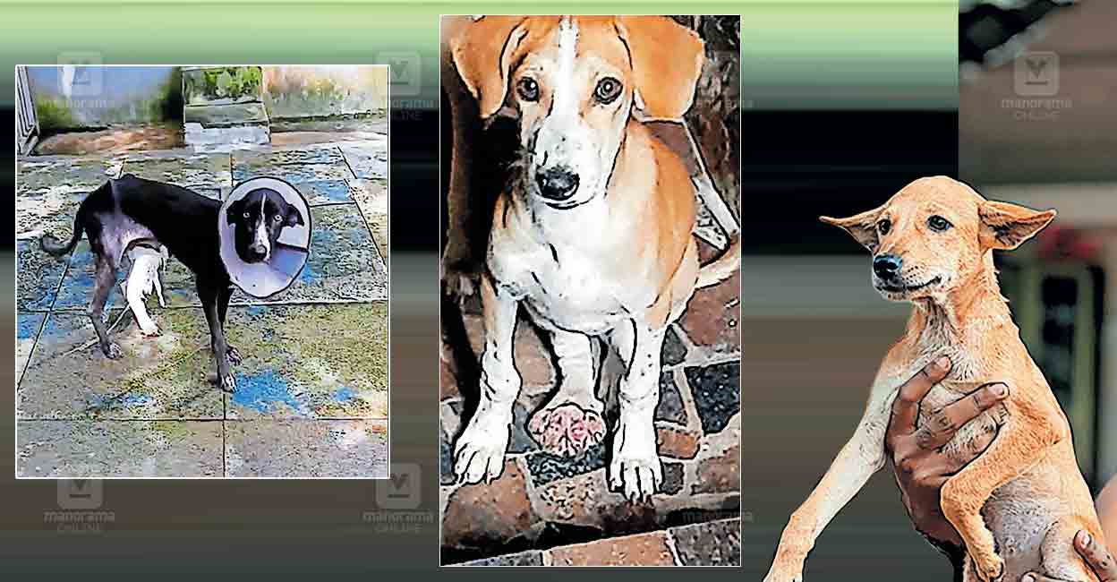 thr-pet-dog.jpg