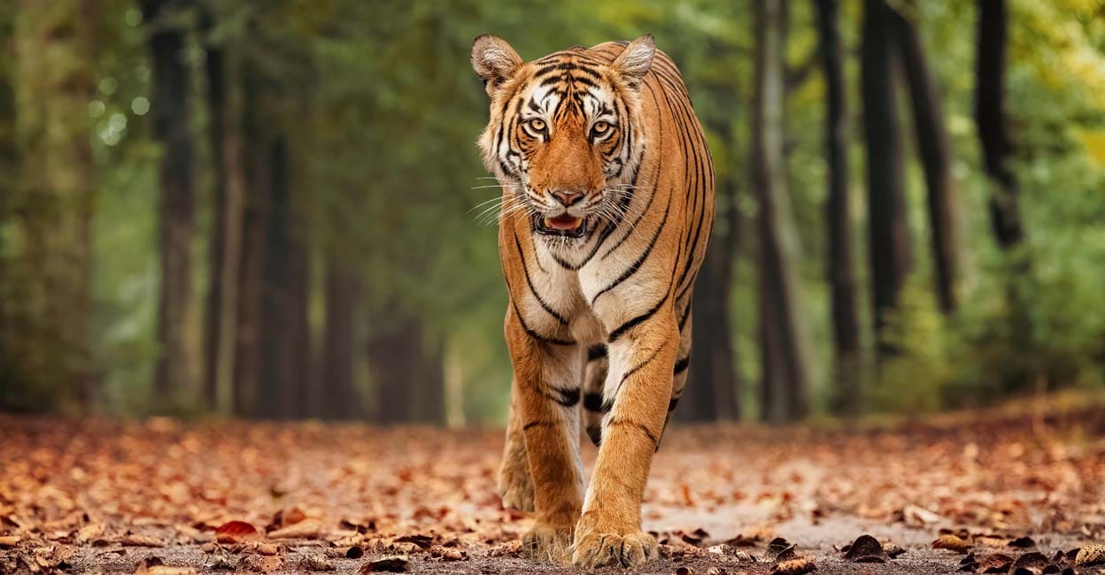 tiger-main.jpg
