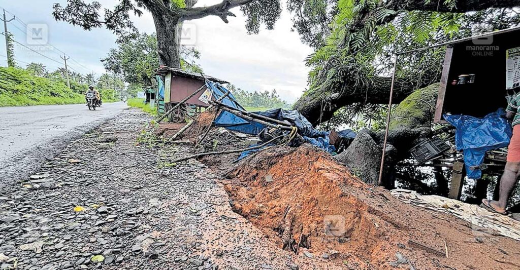 tree-falling.jpg