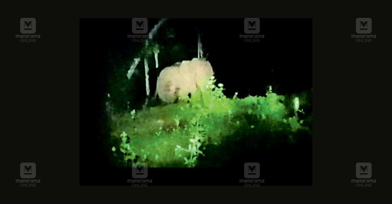 vadasserikkara-wild-elephant.jpg