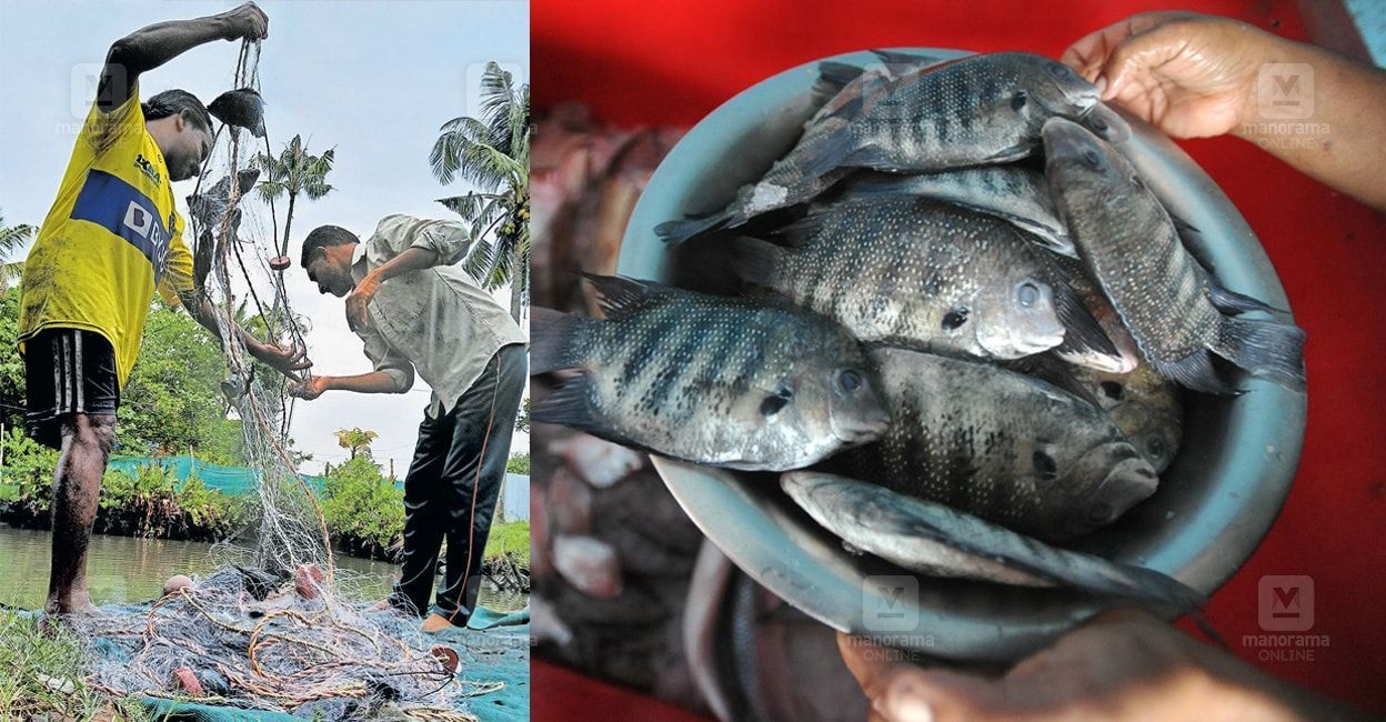 vypin-fish-karimeen-1.jpg