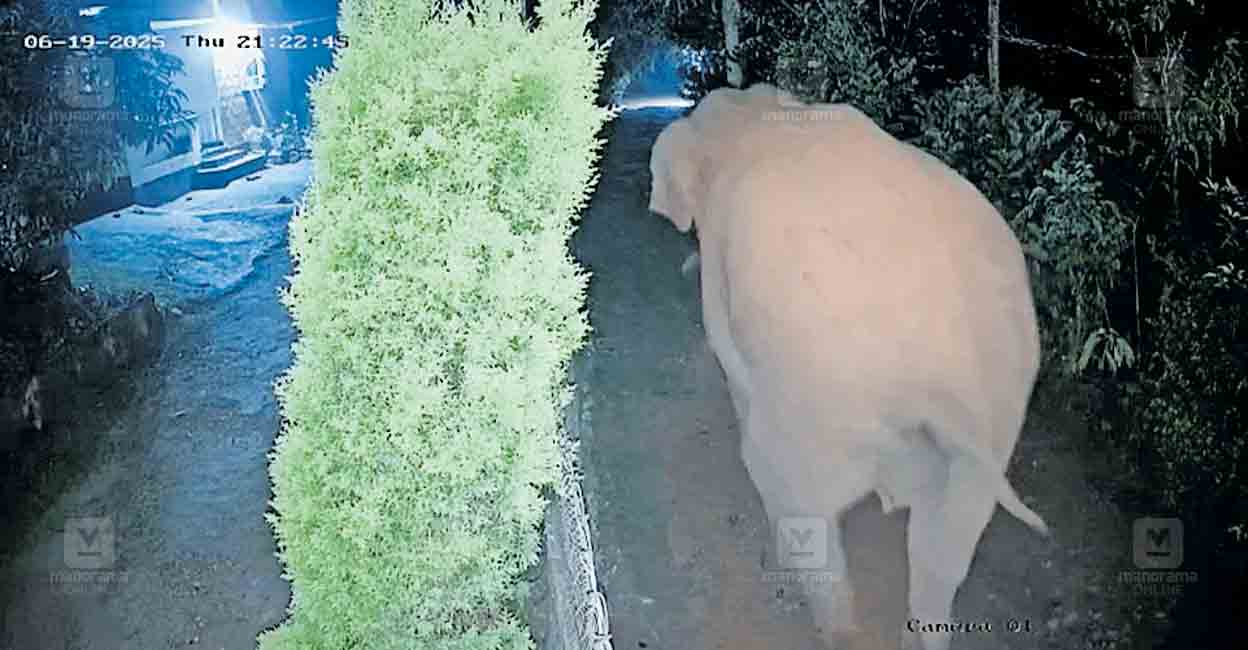 wayanad-bithakad-elephant.jpg