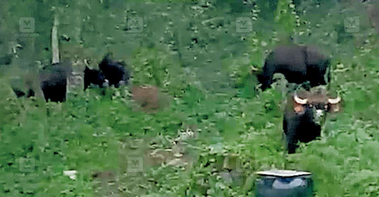 wayanad-buffalo.jpg