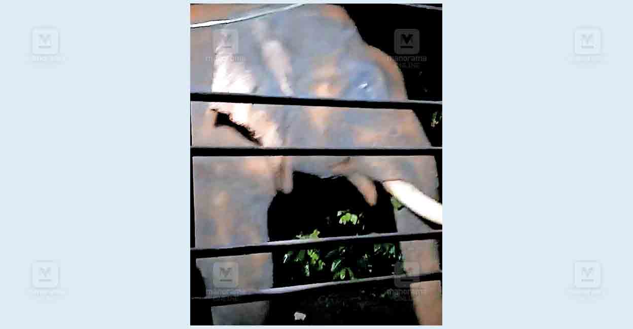 wayanad-susmid-house-elephant.jpg