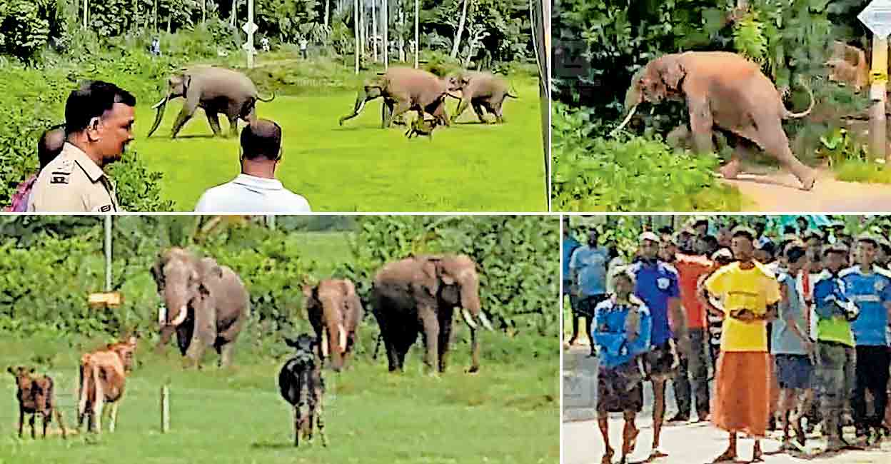 wayanad-wild-elephant-attack-kannankode.jpg