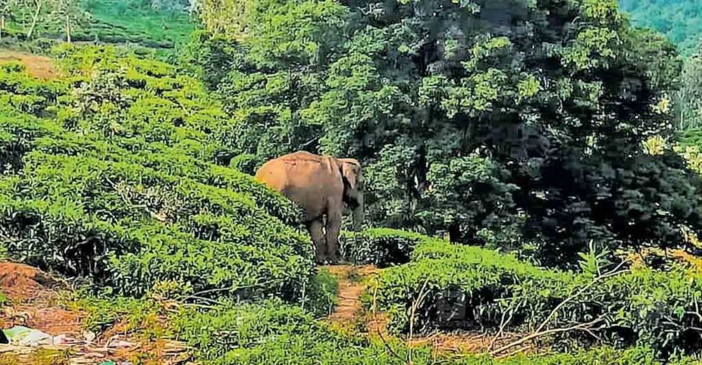wayanad-wild-elephant-chirakkara.jpg