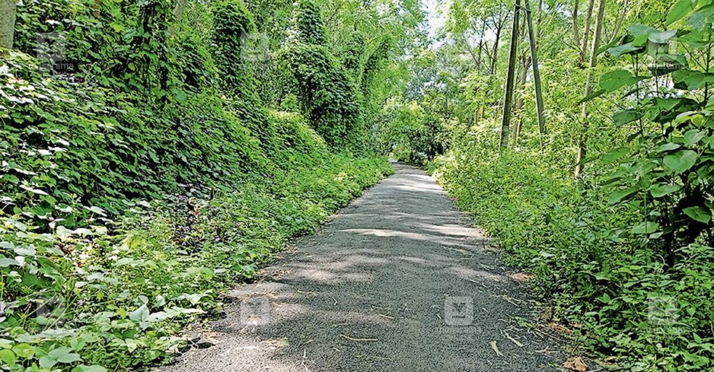 wild-boar-road.jpg