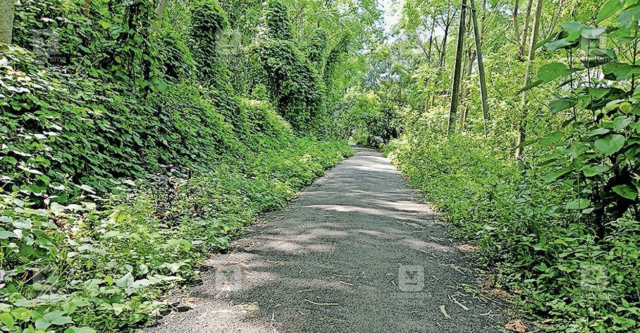 wild-boar-road.jpg