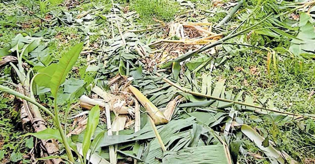 wild-elephants-threaten-chakkittapara.jpg