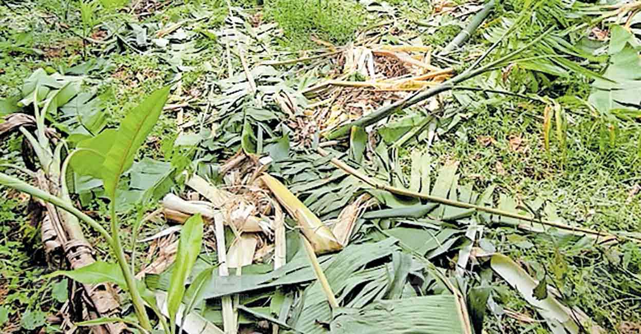 wild-elephants-threaten-chakkittapara.jpg