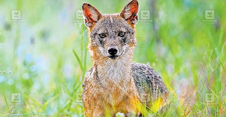 1753741824_fox-issue.jpg