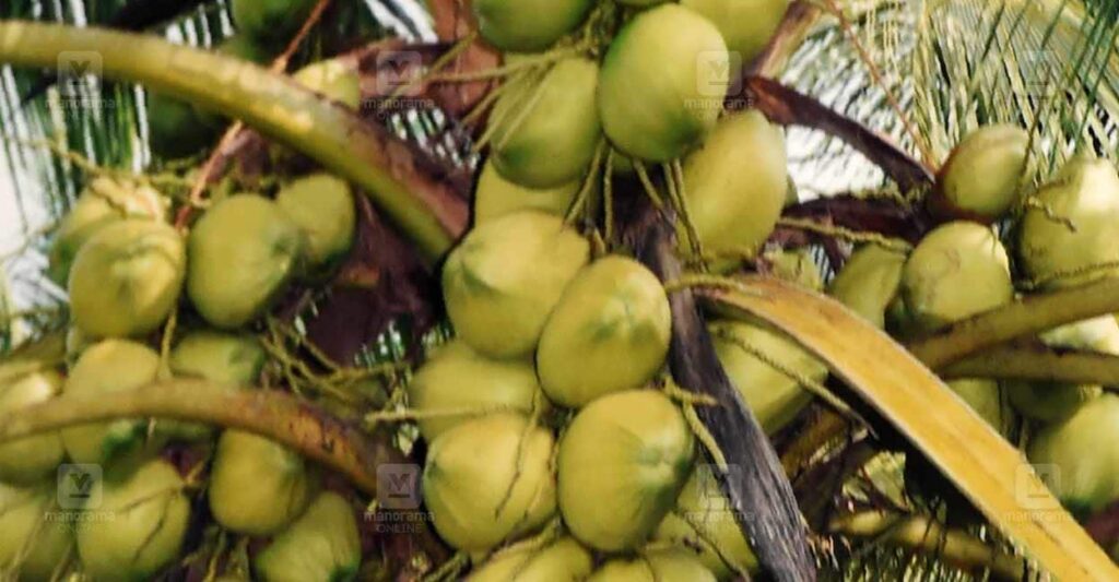 Coconut-2.jpg
