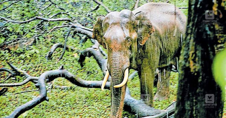 aaralam-wild-elephant.jpg