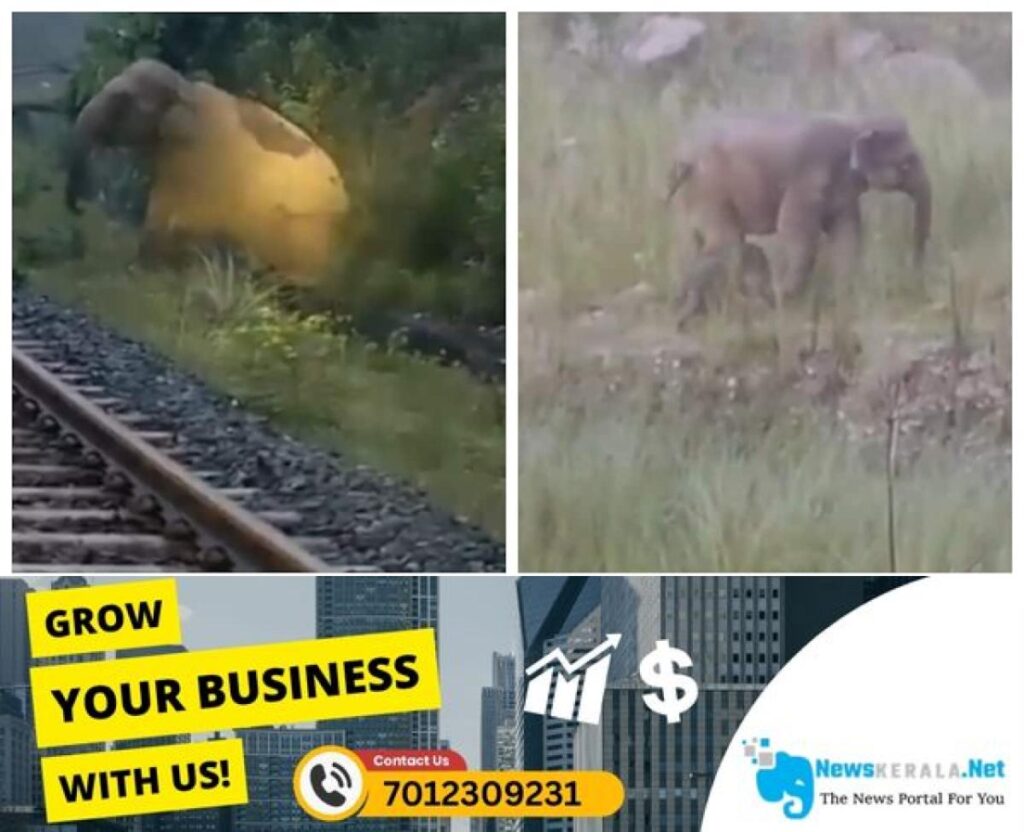 admerged_1752116985_train-was-stopped-for-two-hours-for-an-elephant-to-give-birth-1752116385531_1280x720xt