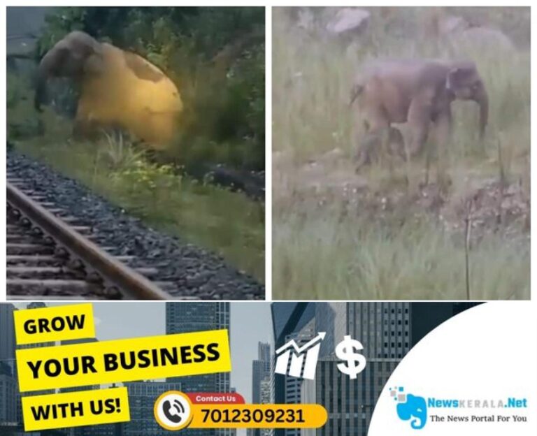 admerged_1752116985_train-was-stopped-for-two-hours-for-an-elephant-to-give-birth-1752116385531_1280x720xt