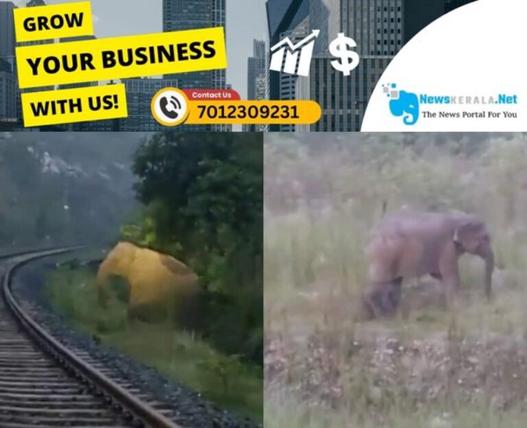 admerged_1752120281_elephant-birth-1752119819026_1280x720xt
