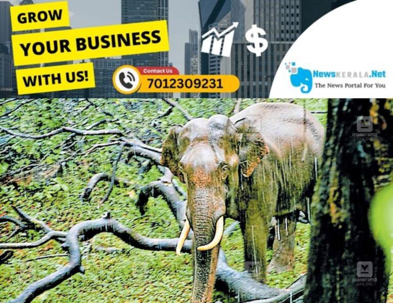 admerged_1752125245_aaralam-wild-elephant