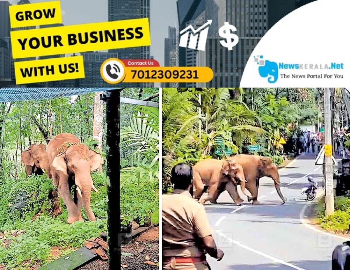 admerged_1752125865_elephant-idk