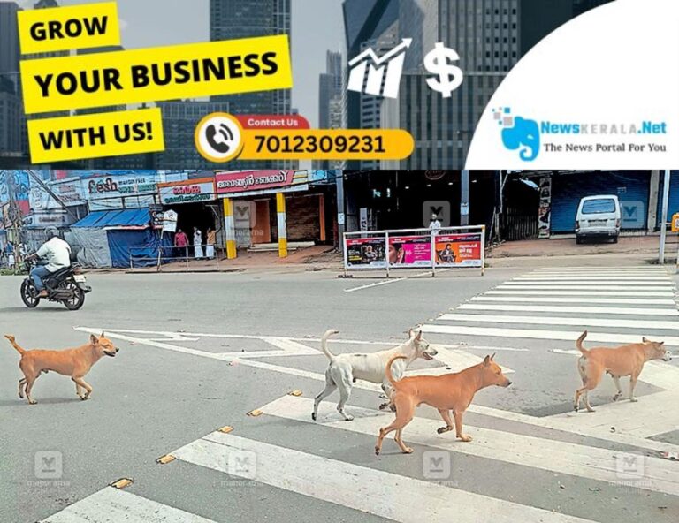 admerged_1752131239_adoor-stray-dogs