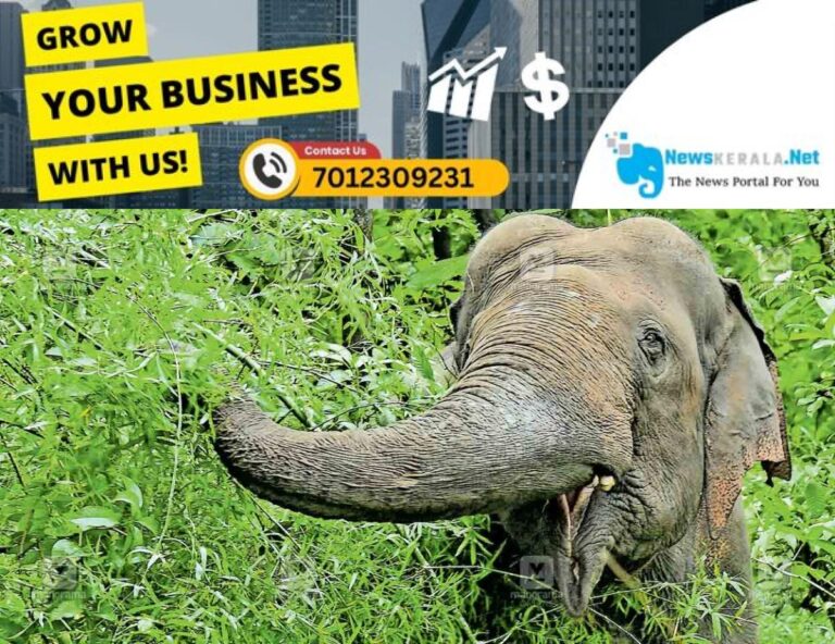 admerged_1752179174_mudakkolli-wild-elephant