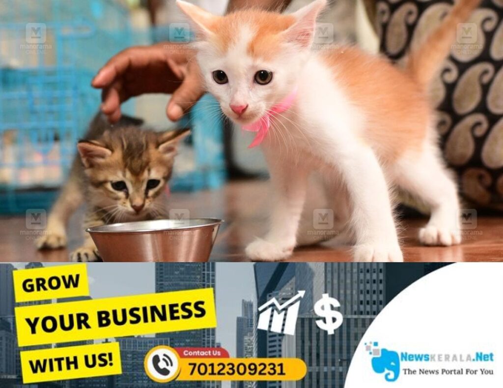 admerged_1752197137_pet-cat-kitten-1