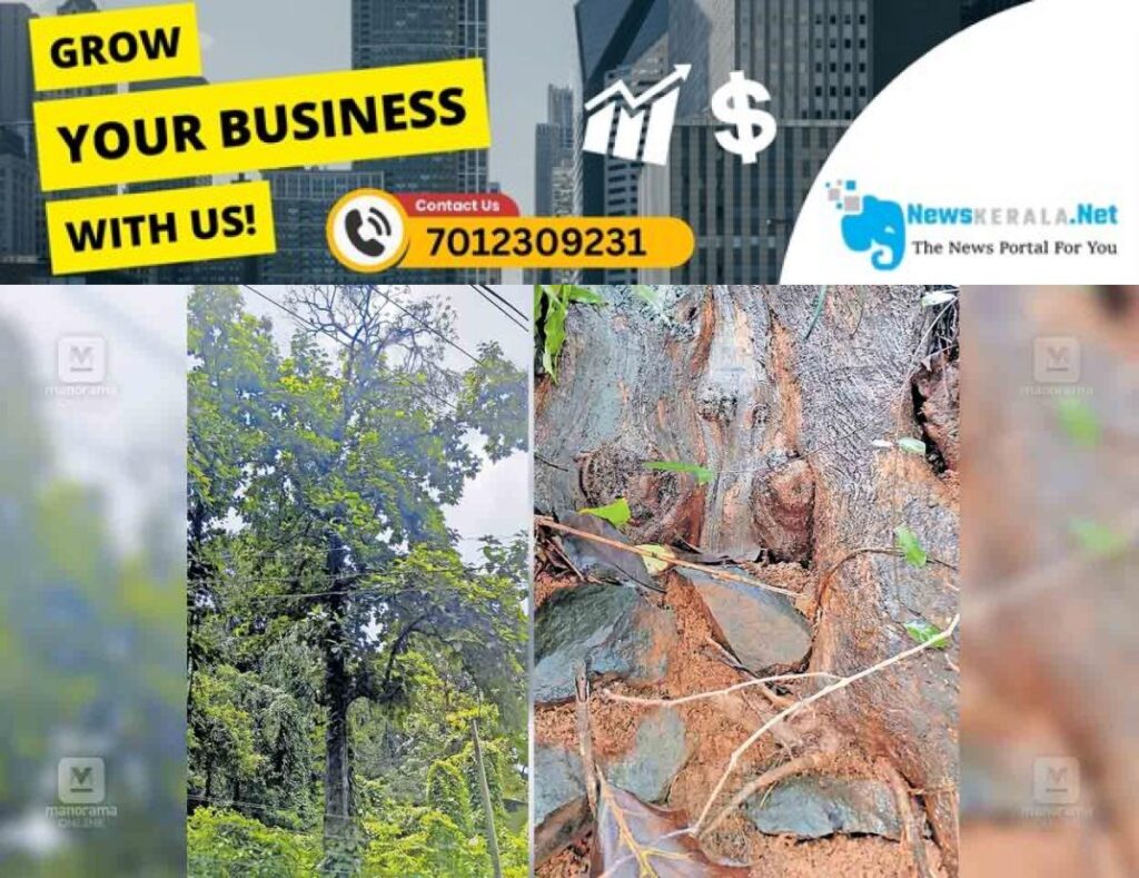 admerged_1752214857_dangerous-tree1