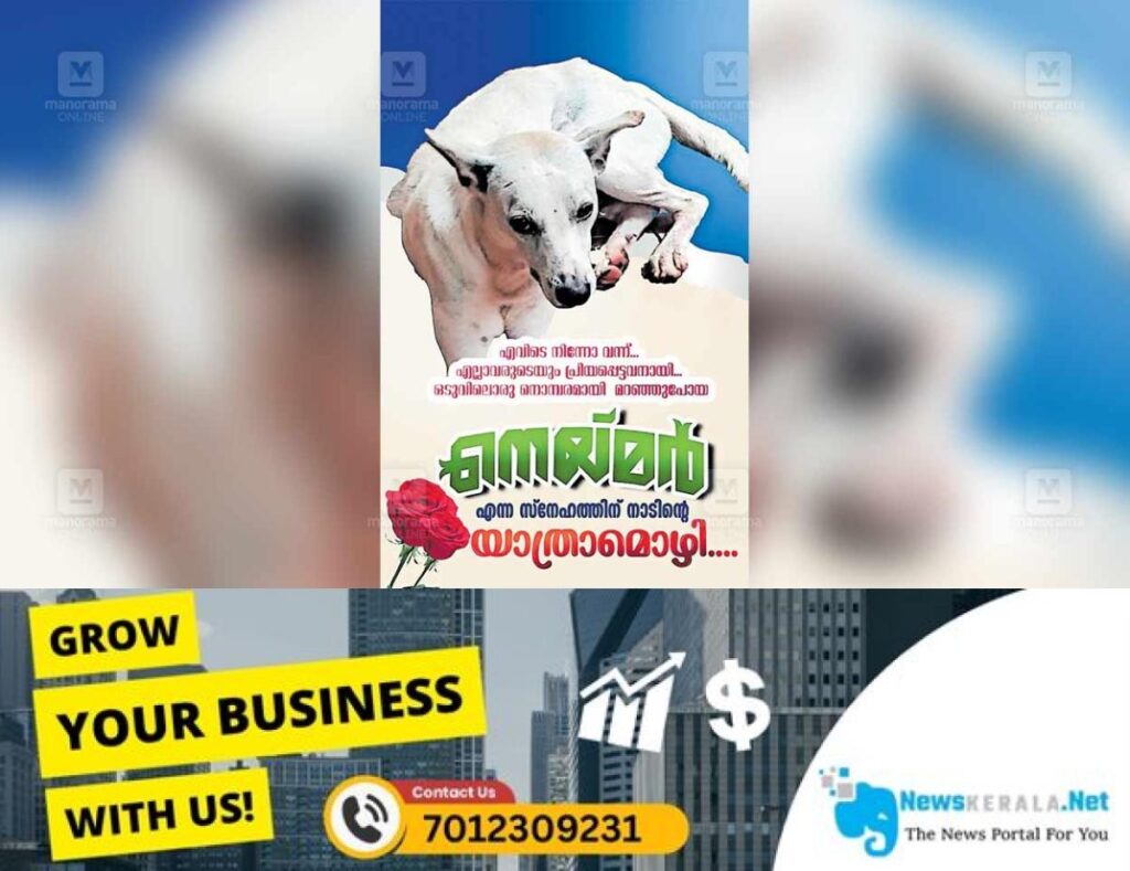 admerged_1752271098_1752270966_stray-dog