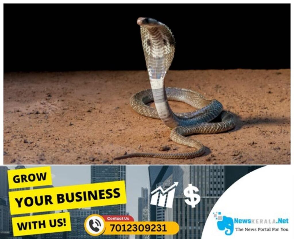 admerged_1752287811_snake-1750174289834_1280x720xt