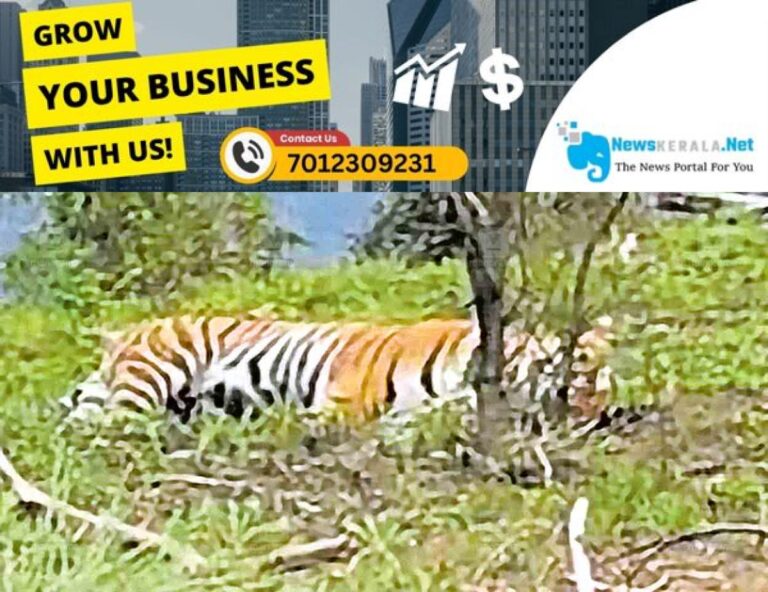admerged_1752298685_idukki-tiger