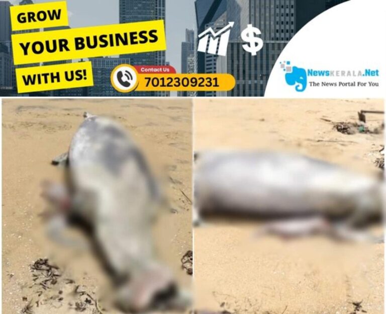 admerged_1752310904_dolphin-dead-body-1752310513735_1280x720xt