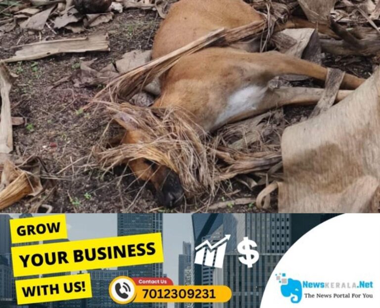 admerged_1752328721_stray-dog-1750161381871_1280x720xt