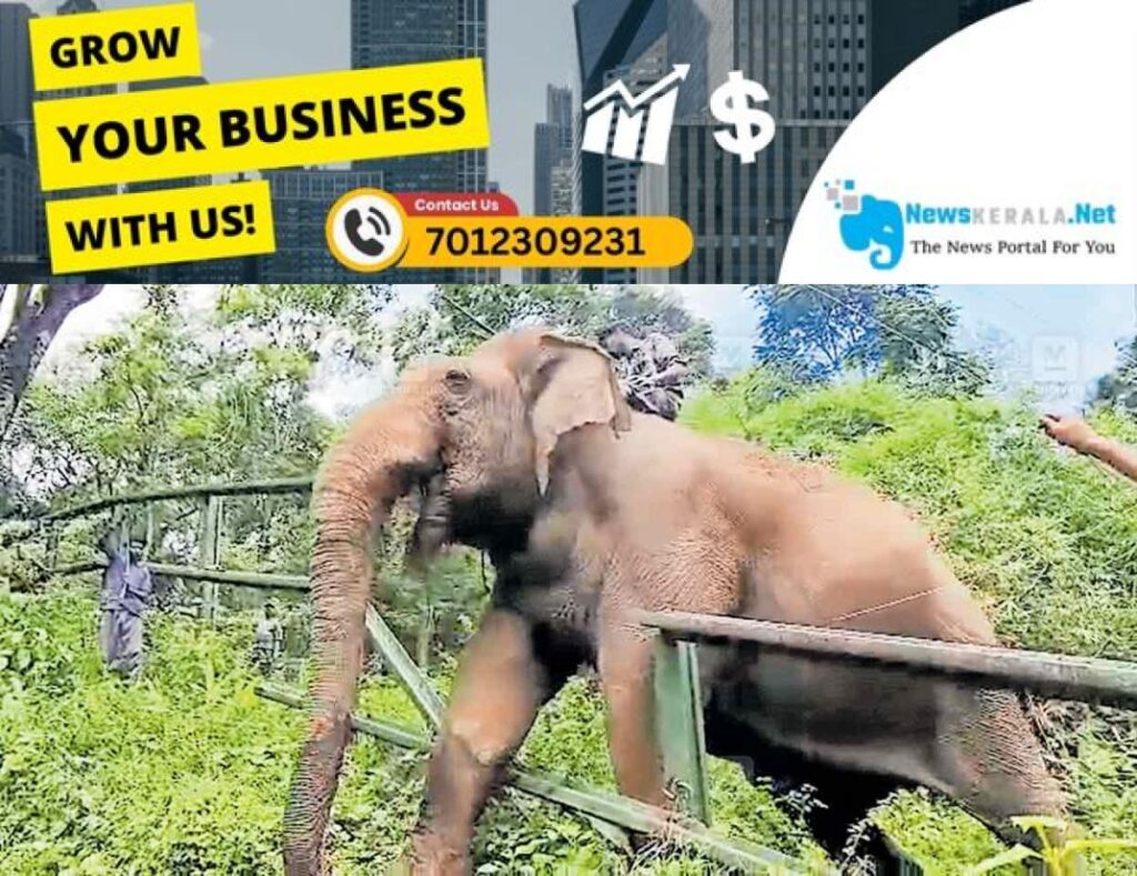 admerged_1752352075_wild-elephant-relocation-batheri